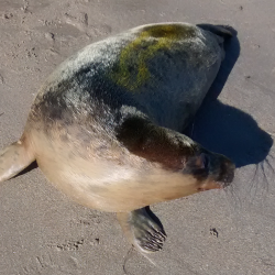 Seal Pup Animal Rescue Image 3