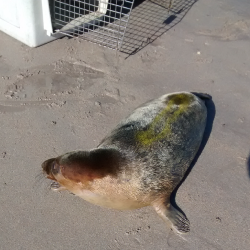 Seal Pup Animal Rescue Image 4