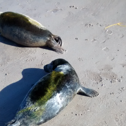 Seal Pup Animal Rescue Image 5