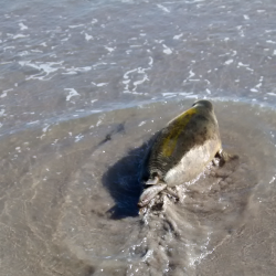 Seal Pup Animal Rescue Image 2