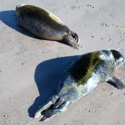 Seal Pup Animal Rescue Image 6